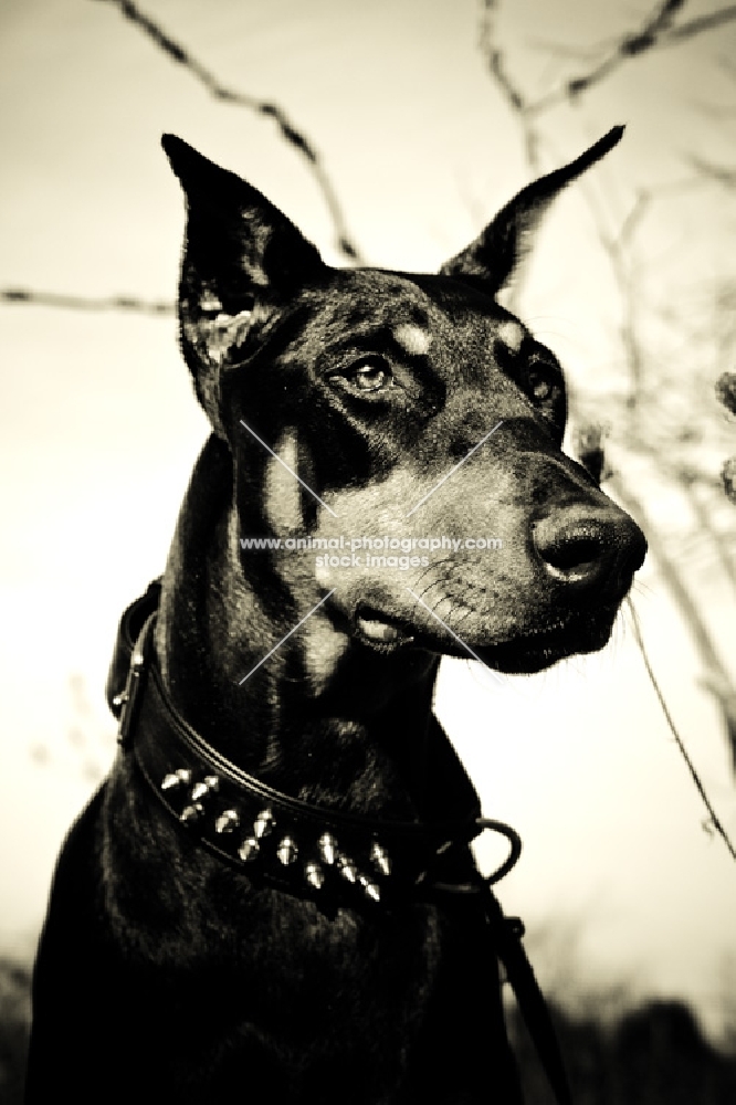 Doberman wearing spiky collar