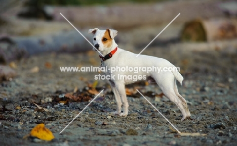 Jack Russell Terrier