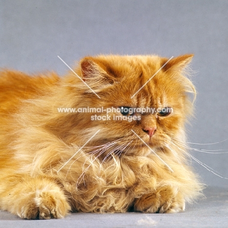 red longhair cat lying