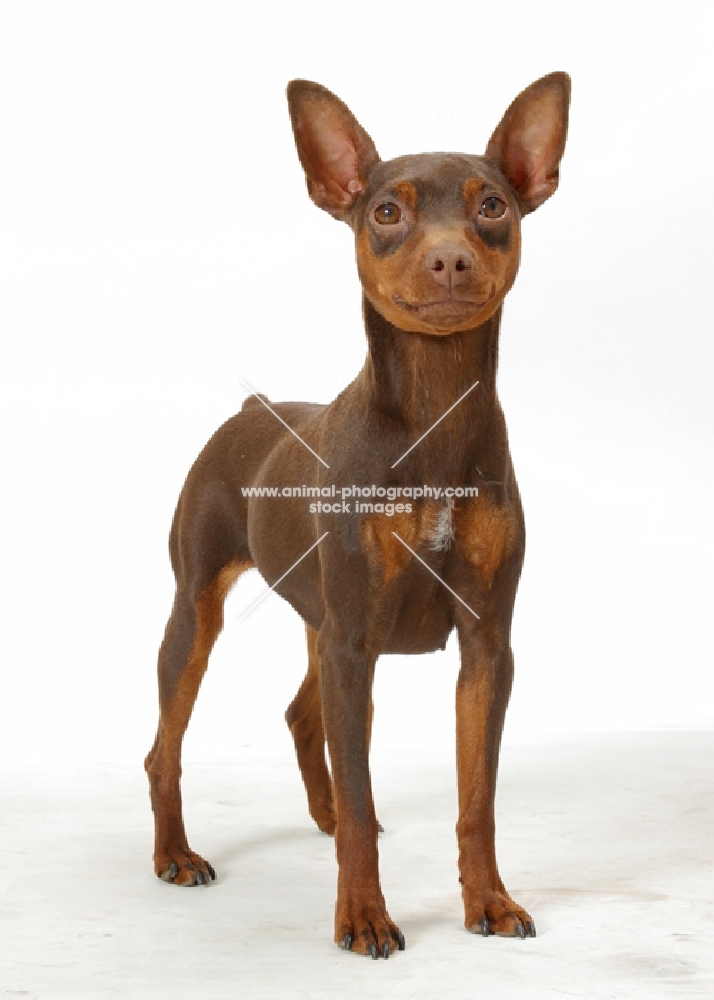 Chocolate & Tan Miniature Pinscher standing on white background