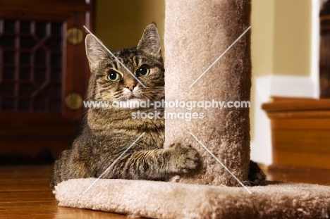 tabby cat holding onto cat tree