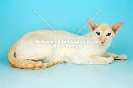 red point siamese cat lying down