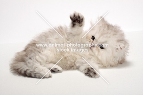 Chinchilla Silver Persian kitten, lying down