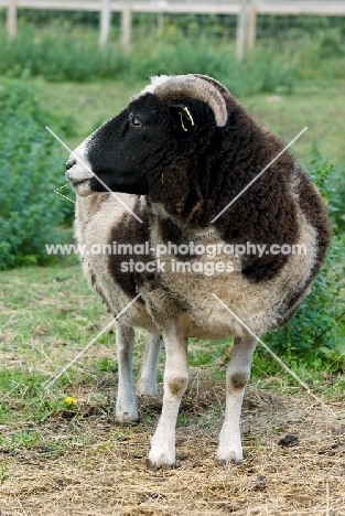 Jacob sheep