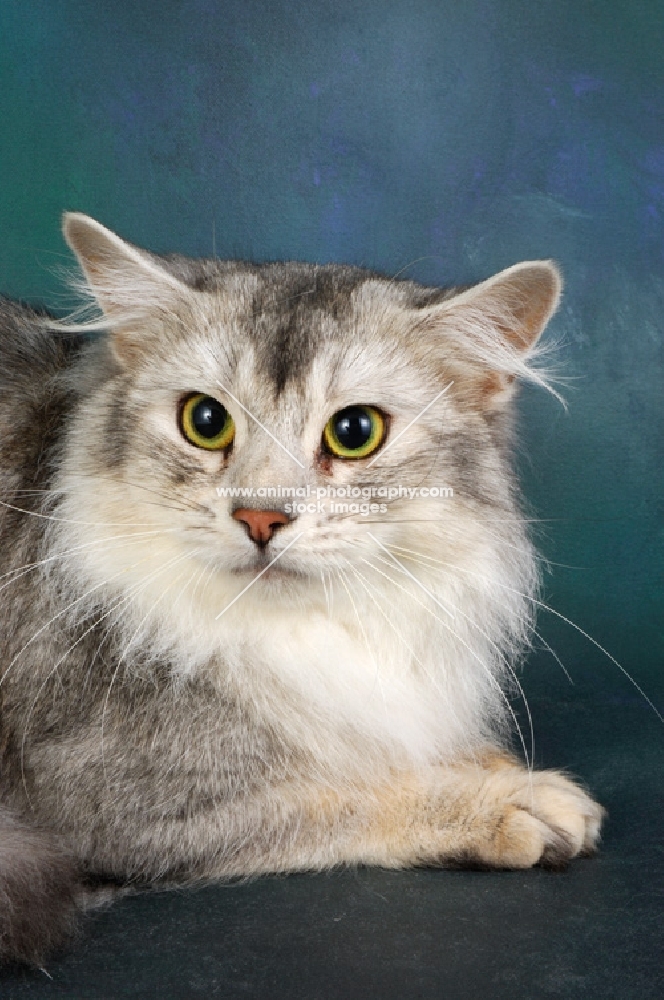 silver coloured somali cat portrait