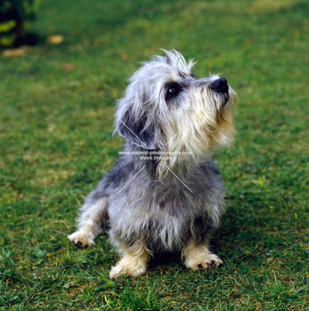 dandie dinmont sitting on grass