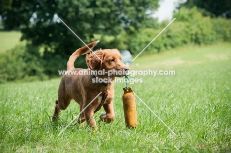 young Nova Scotia Duck Tolling Retriever retrieving in field