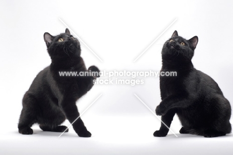 two black Manx cats looking up
