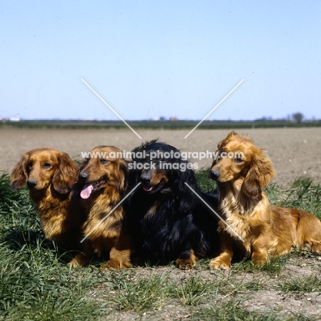 four dachshunds long haired sitting in the countryside