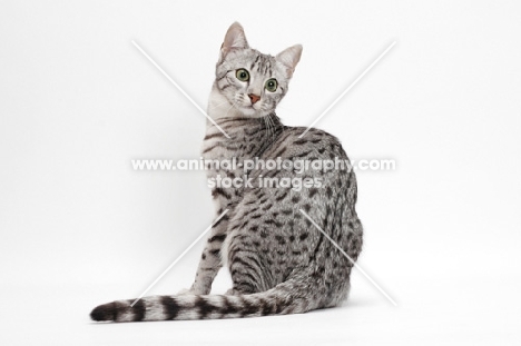 Egyptian Mau, Silver Spotted Tabby, back view