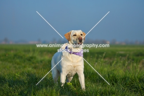 yellow labrador waiting