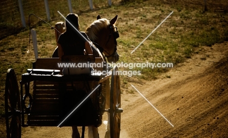 Belgian Draft horse