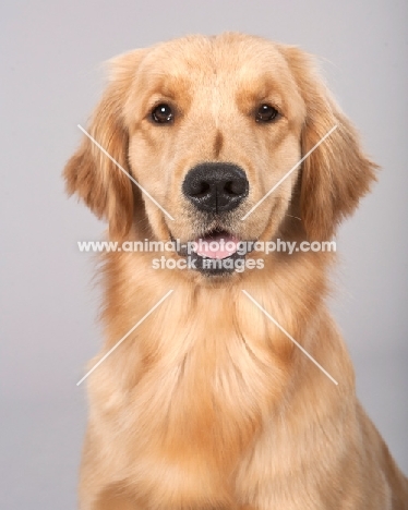 Golden Retriever portrait on grey background