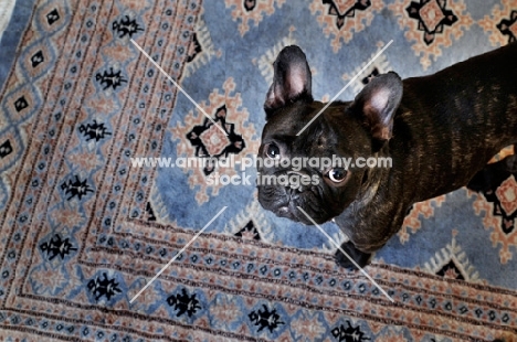 French Bulldog looking at camera on patterned rug