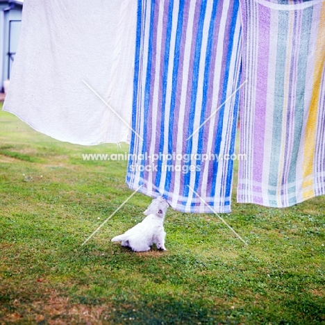 west highland white terrier puppy pulling at washing on line