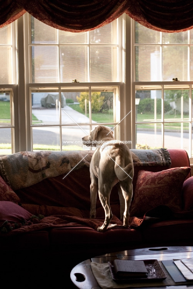 yellow lab looking out window