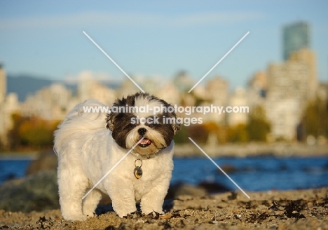 Shih Tzu on beach