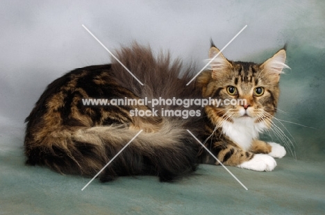 fluffy brown tabby and white maine coon cat 