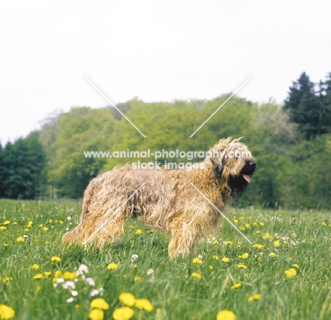 Briard in a field