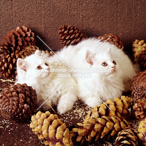 orange eyed white cats among fir cones