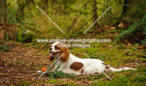 Cavalier King Charles Spaniel laying with orange ball. 