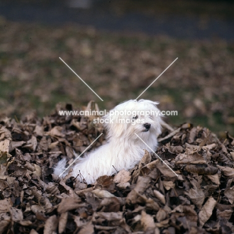 vicbrita petit point, maltese sitting in a pile of leaves