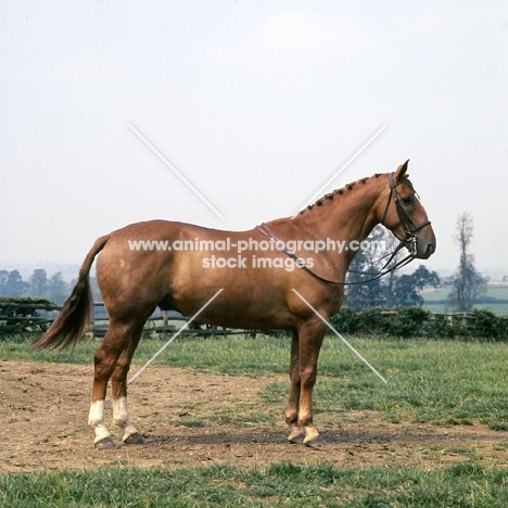 William Tell, heavy weight Hunter show pose side view 