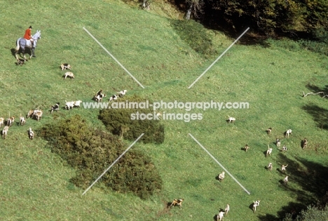 exmoor foxhounds hunting on exmoor, 