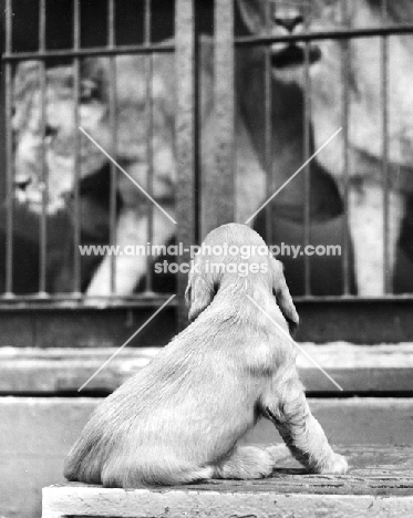 Cocker Spaniel puppy near lions