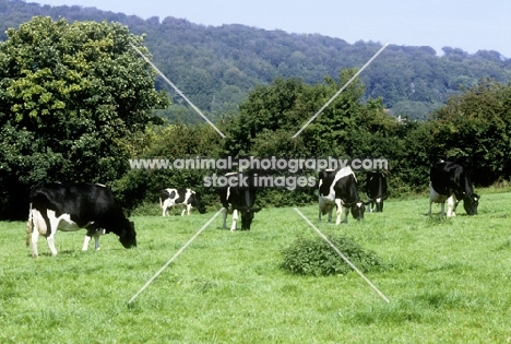 friesian cattle grazing in england
