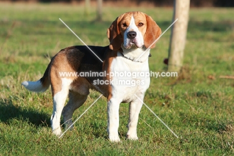 Beagle standing on grass, full body