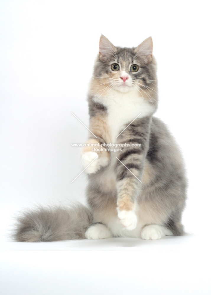 Blue Mackerel Torbie & White Norwegian Forest cat on hind legs