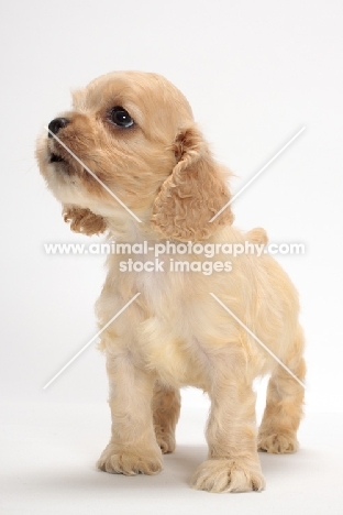 American Cocker Spaniel puppy