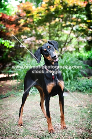 doberman standing while tilting head