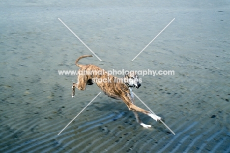 ex-racing greyhound running on beach