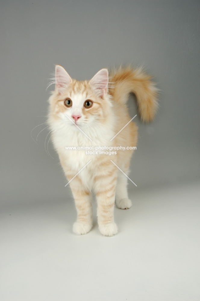 cream silver and white norwegian forest cat