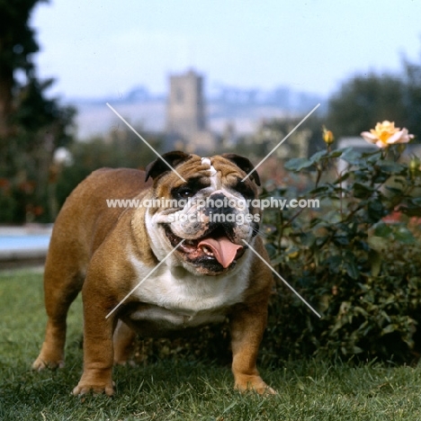 ch thydeal little audie, champion  bulldog beside rose with church in background