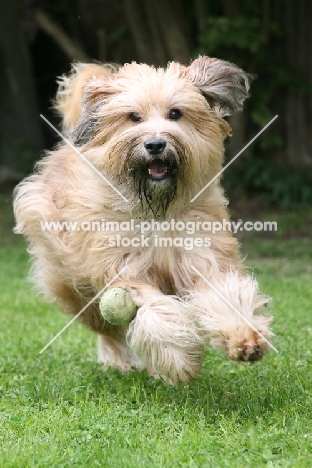 cross bred dog retrieving ball