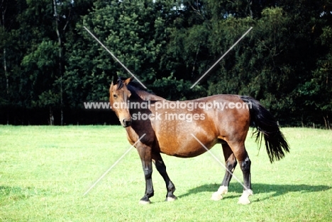 old type groningen mare, cedola, standing in a field