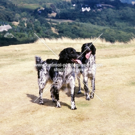 l, mitze of houndbrae , right, rheewall merrydane magpie (maggie),  two large  munsterlanders walking on dry landscape grass