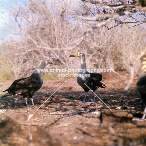 two waved albatross in
courtship dance, hood island, galapagos islands