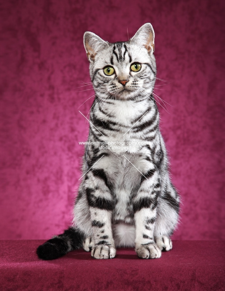6 month old Black Silver Classic Tabby American Shorthair male kitten sitting, facing us.