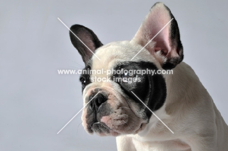 French Bulldog portrait