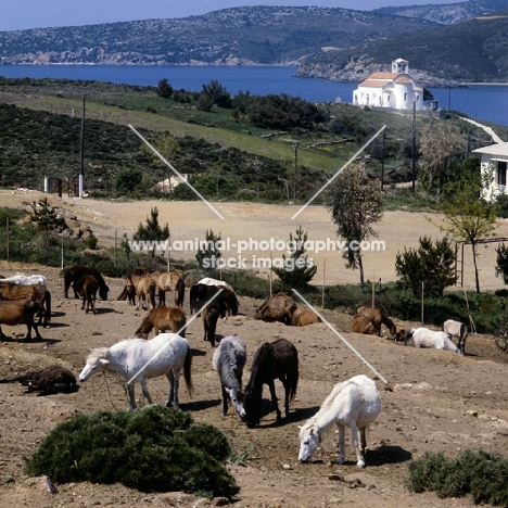 skyros pony mares and foals in enclosure on skyros island, greece
