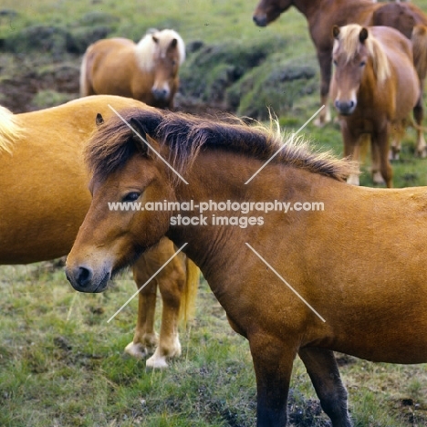 Iceland Horse near Hofn