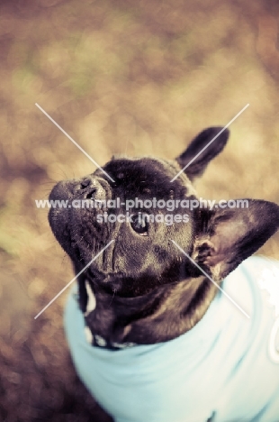 French Bulldog portrait