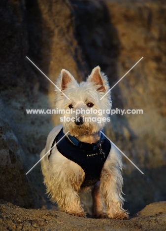 West Highland White Terrier