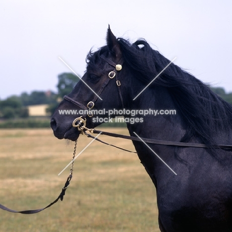 Lummas Duke,  Dales pony stallion head and shoulders