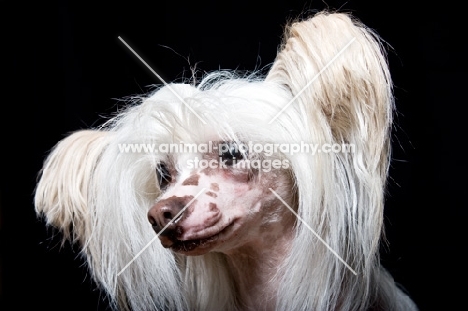 chinese crested dog, portrait