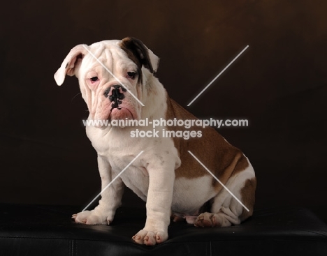 Bulldog sitting on brown background